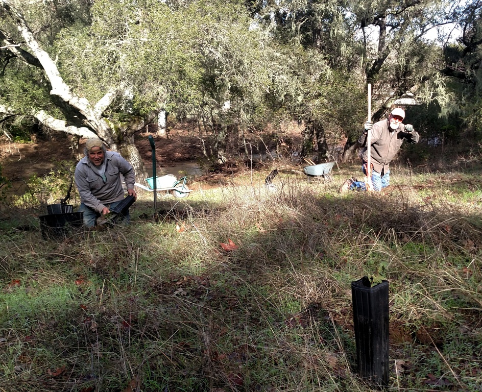 Joe and Cory planting some Valley Oaks!